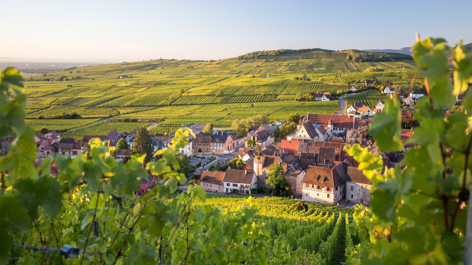 Route des vins d'Alsace